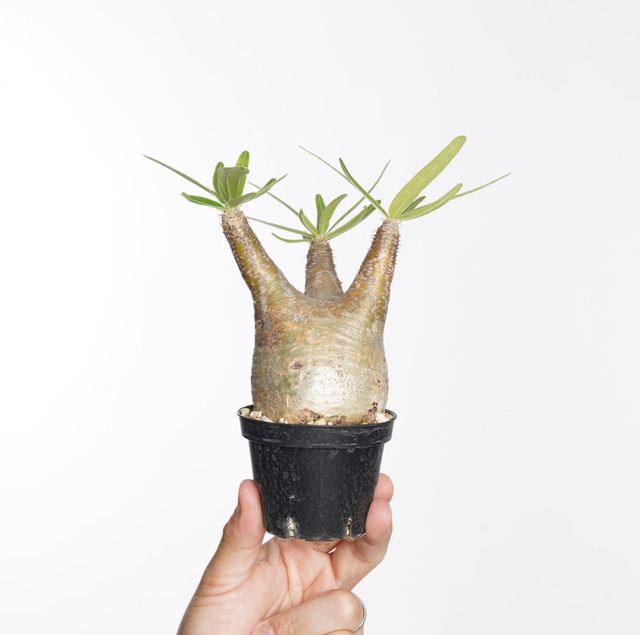 パキポディウム グラキリス no.5〈発根済み〉