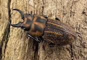 《ソウラニセネブト 16mm ♂♀♀トリオ》