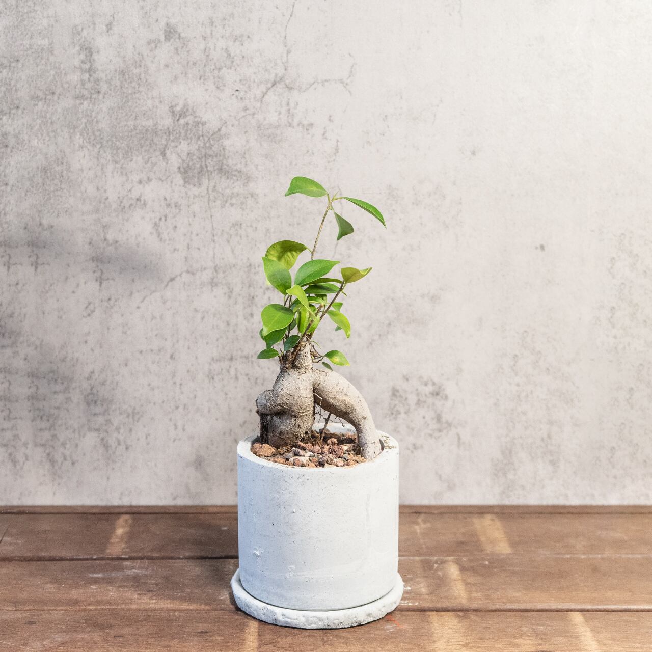 ガジュマル|ねじれた幹と鮮やかな新芽が調和する存在感抜群の観葉植物【手作り鉢】