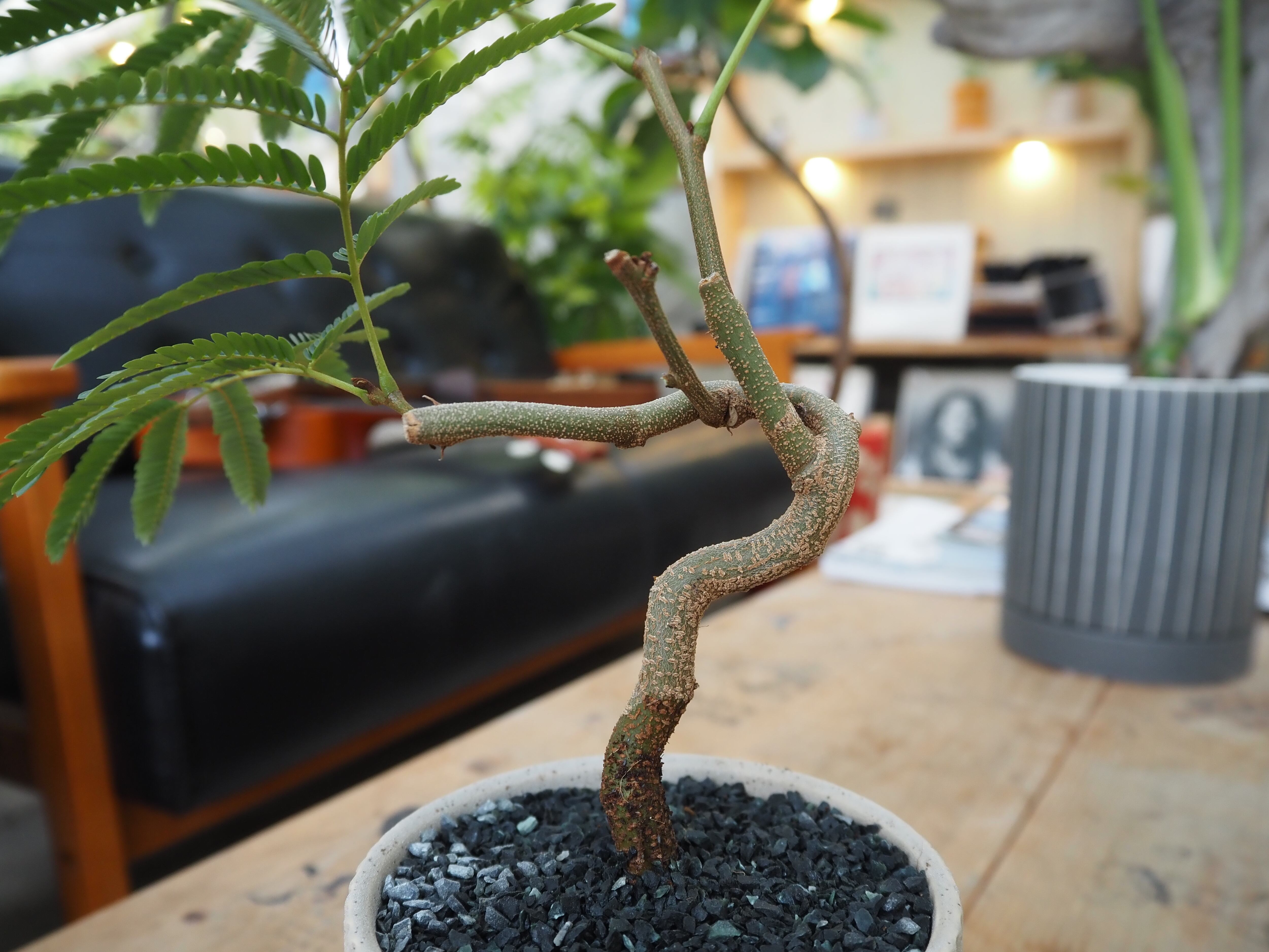 3色展開】【現品】盆栽風エバーフレッシュ 鉢セット【陶器鉢】 | 高橋園芸