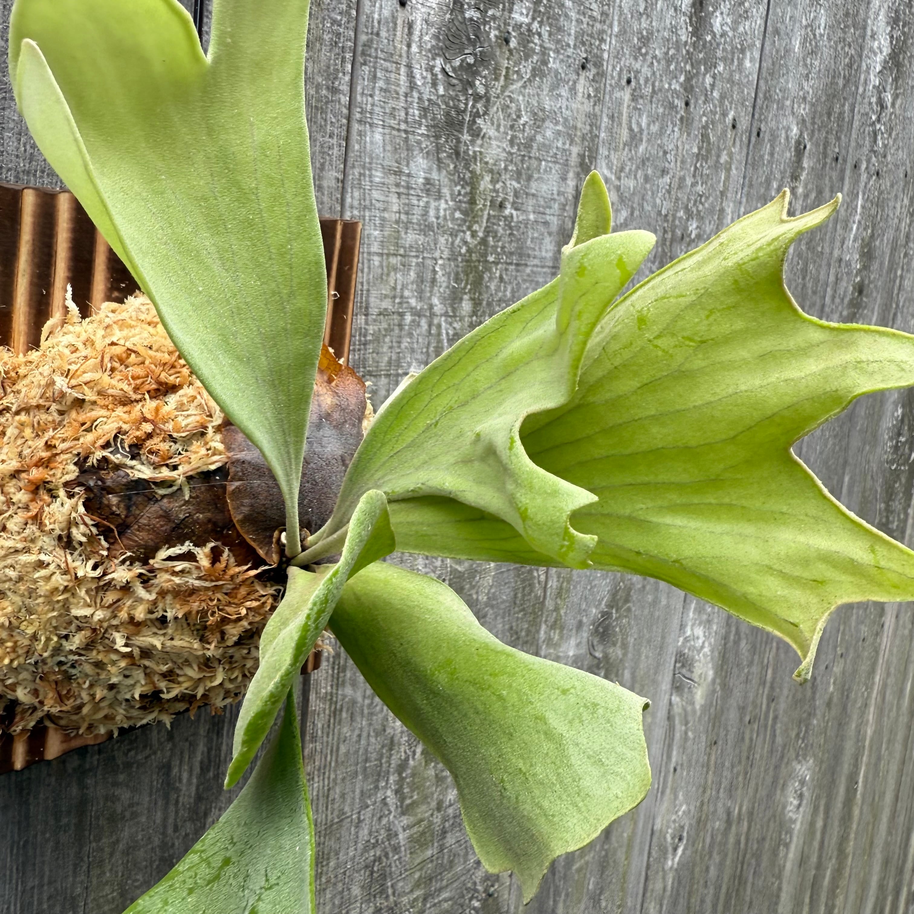 P. Mt Lewis spore select (pup) | naturefix