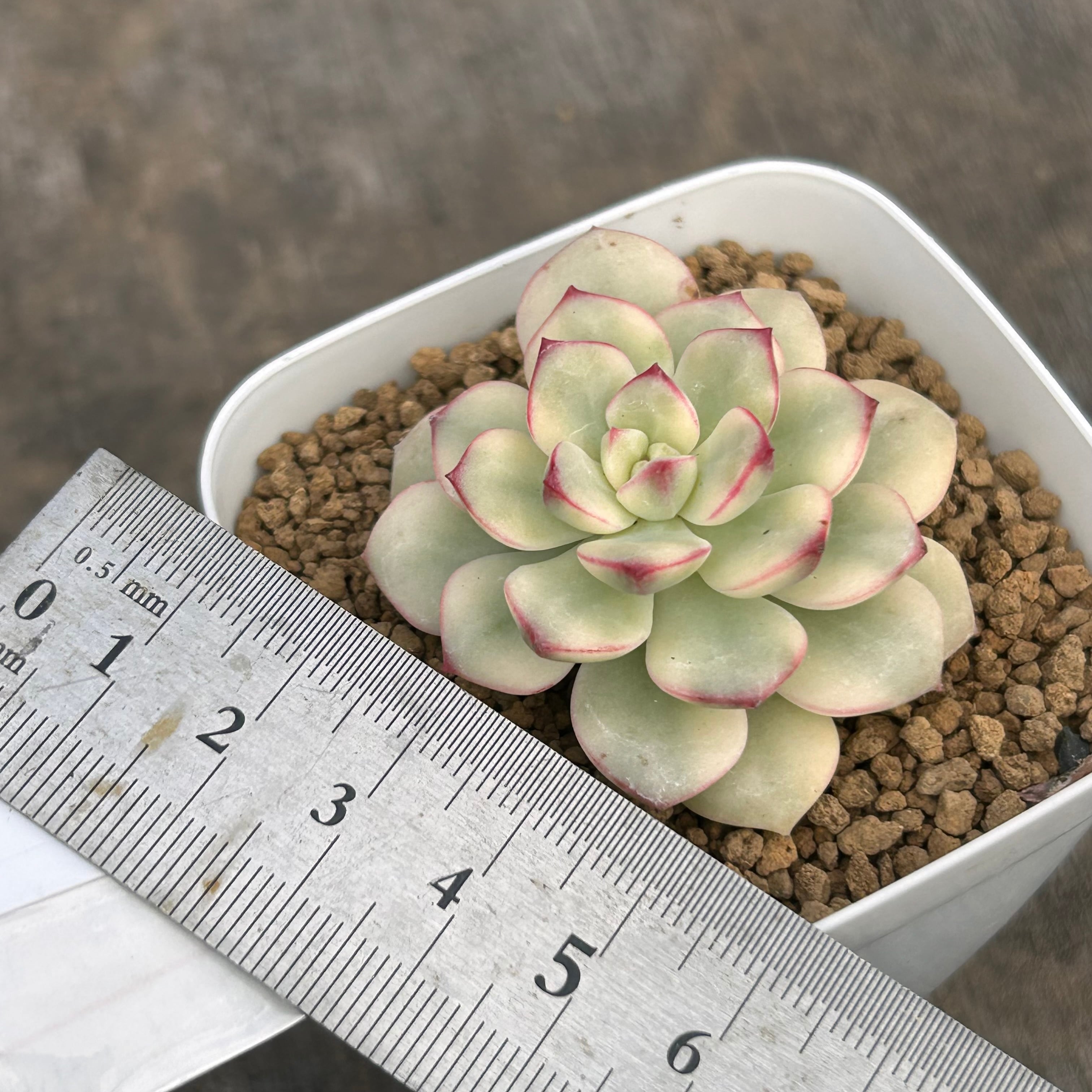 T)タンゴ錦 | RuPo 多肉植物専門店