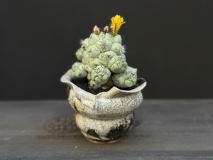 マクドガリー（実生）