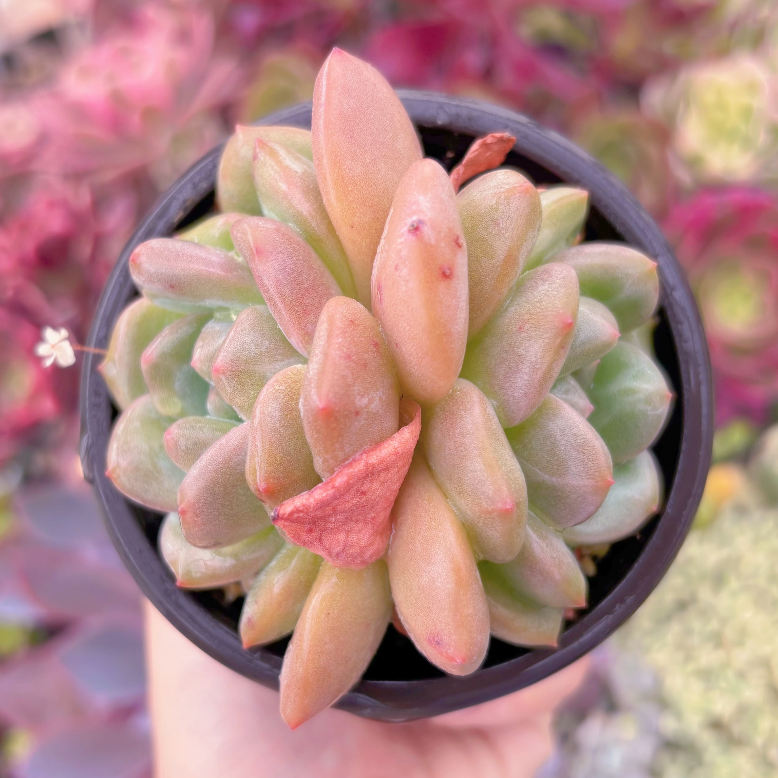 現品　アリエル#F022　2頭群生　るる農園