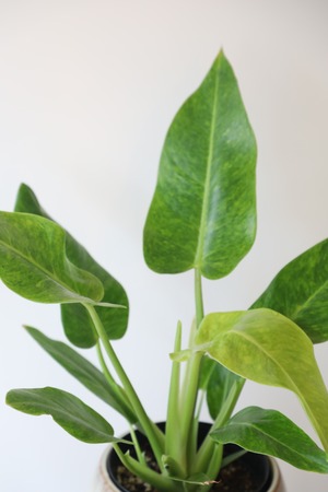 フィロデンドロン カルキンスゴールド/Philodendron ※陶器鉢カバー付き