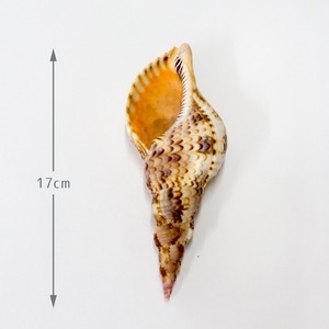 法螺貝（サイズ：17cm）