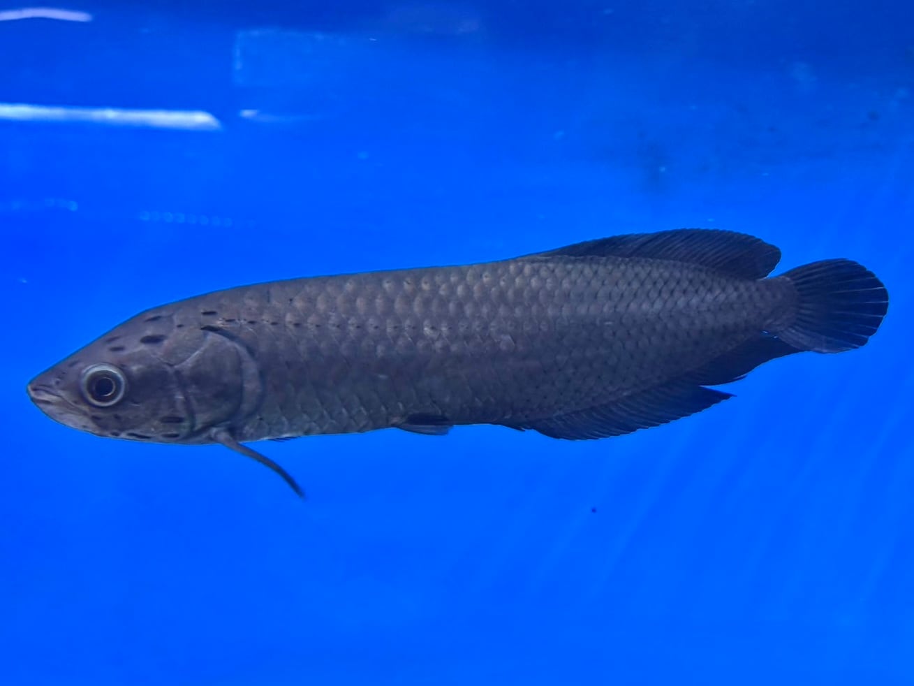 大型魚、古代魚 古代魚/大型魚 | AQUASTYLEG