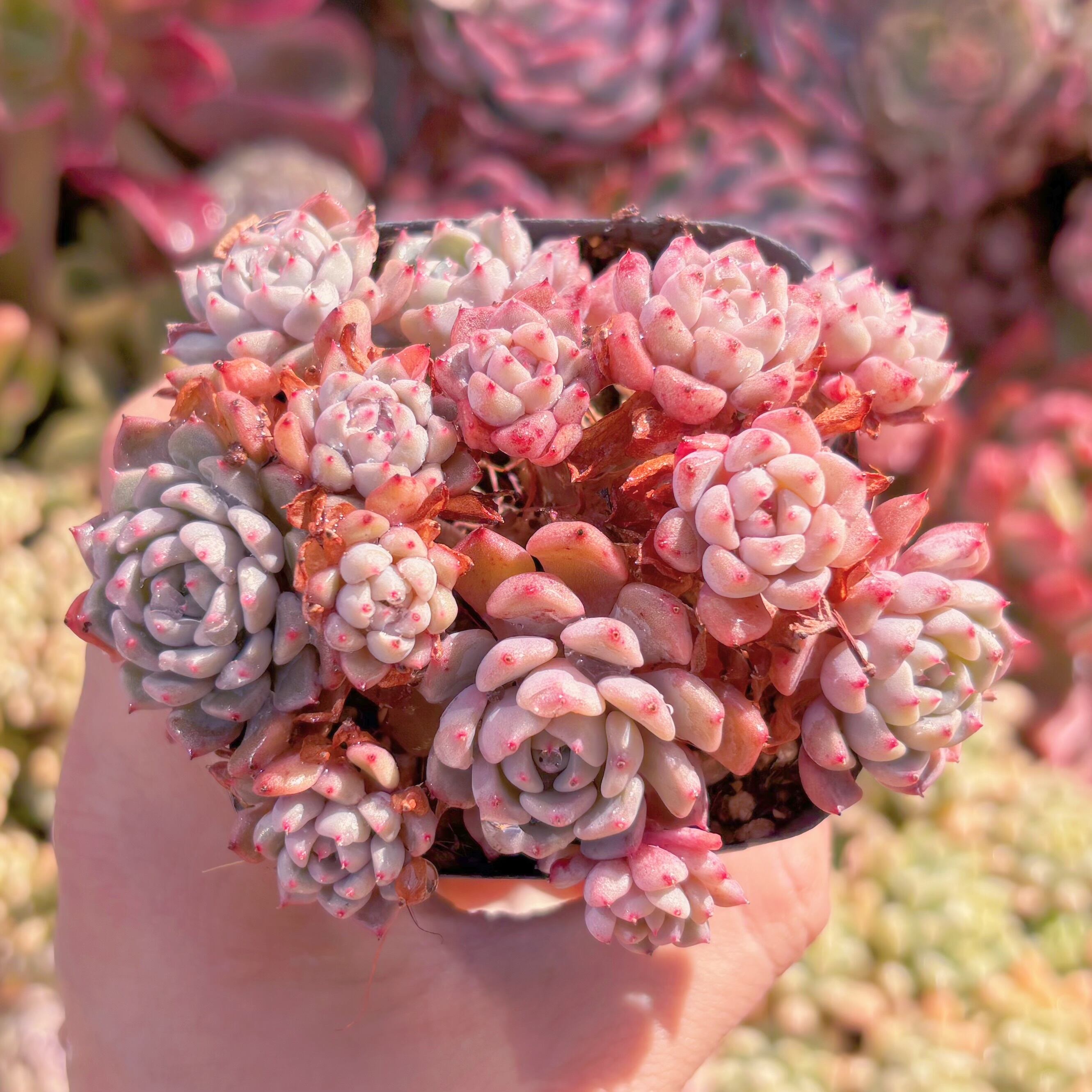 現品　ピンクバブル#610　るる農園