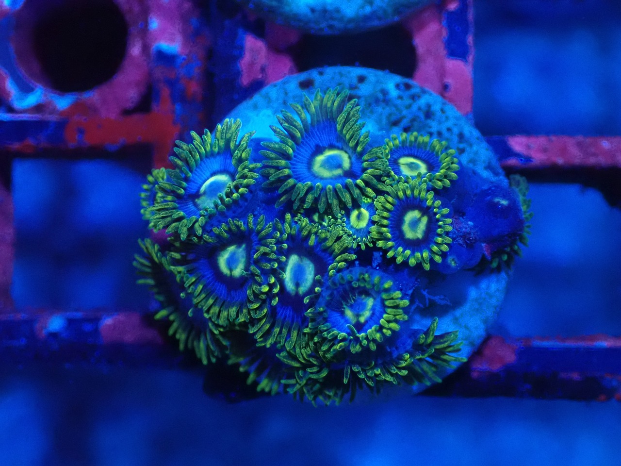 つきみ堂ブリード MixZoa 1