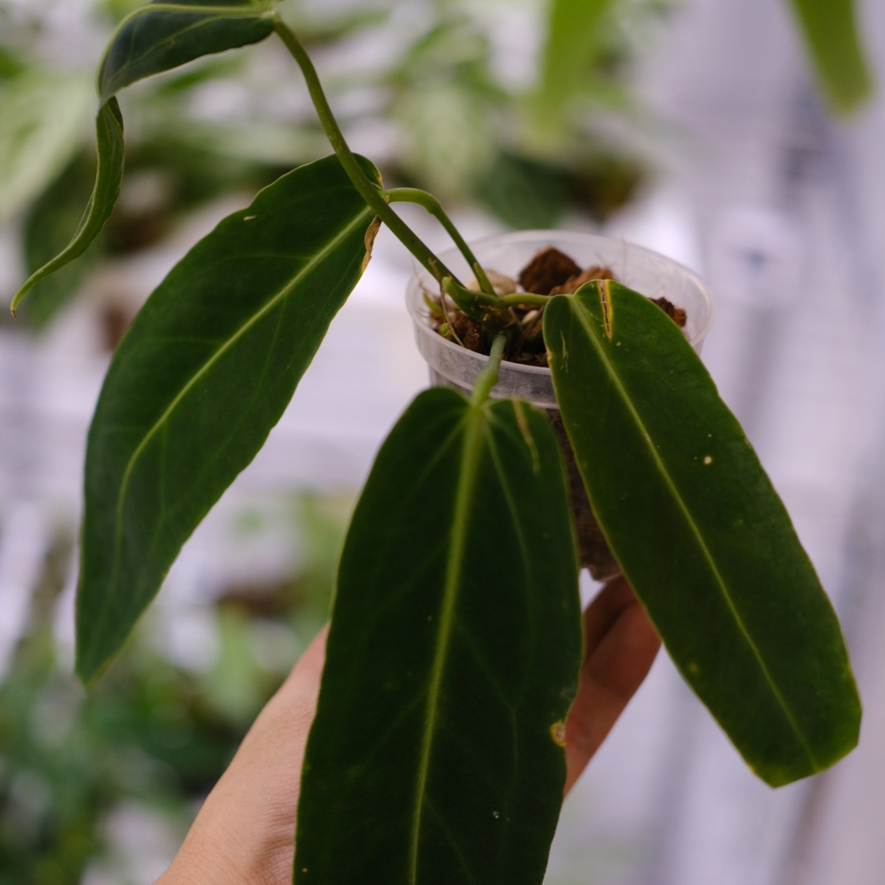 【実生】アンスリウム ワロクアーナム / Anthurium Warocqueanum④ / 観葉植物<育て方・花言葉>