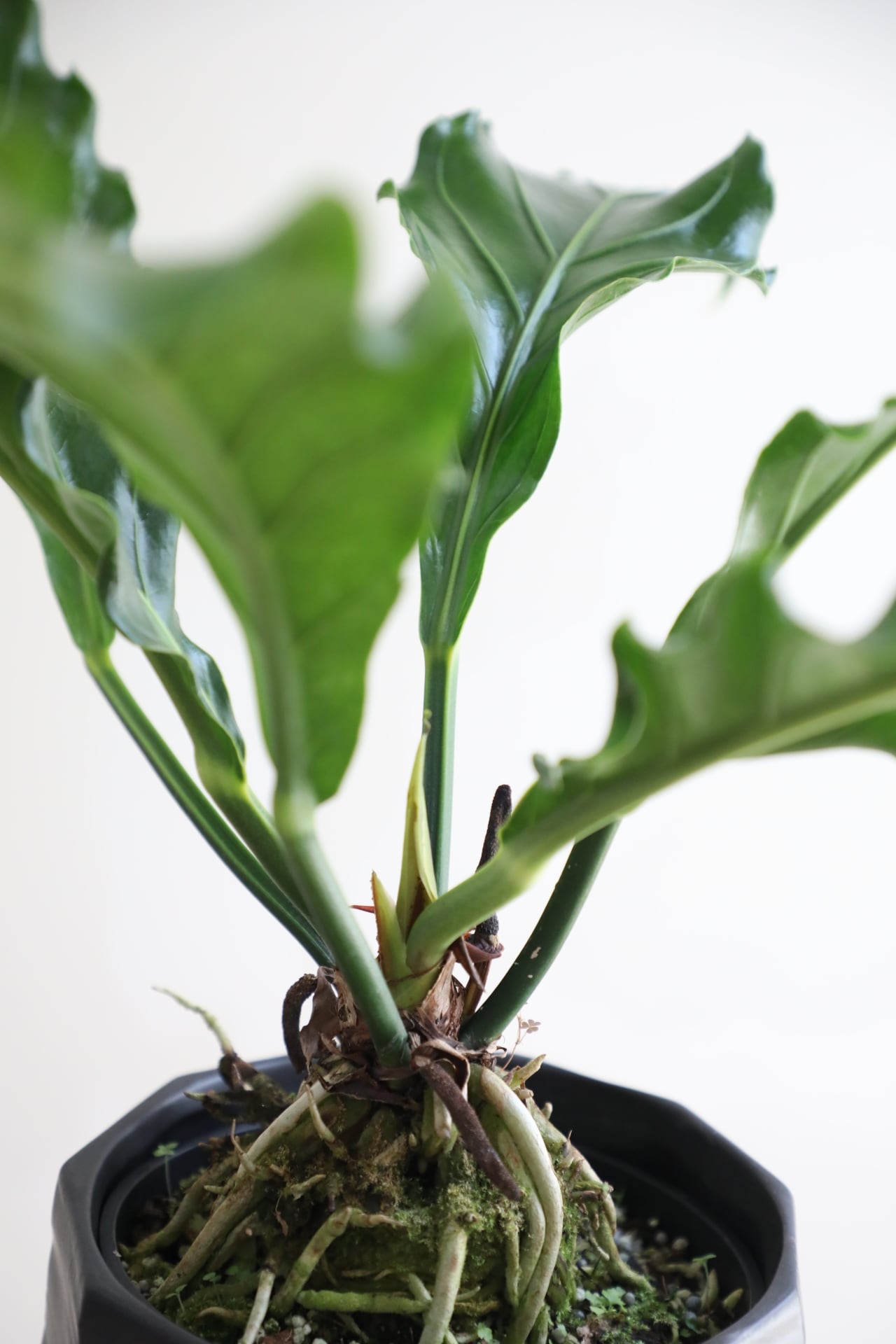 M】アンスリウム フーケリー/Anthurium | 【厳選植物・器】MIDORI