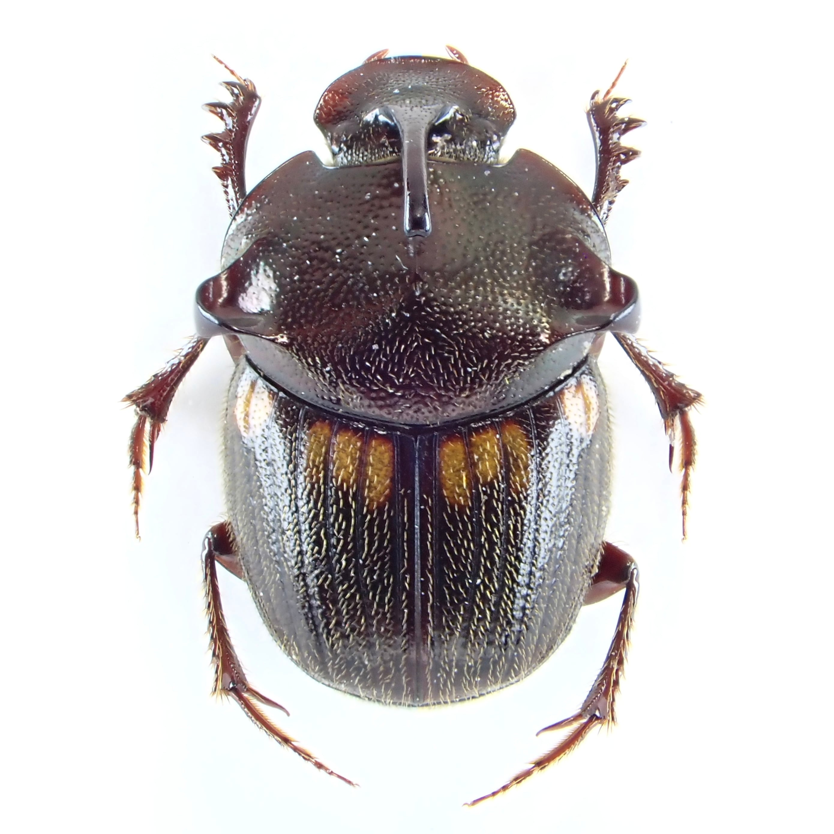ベトナム産 Paraphanaeomorphus phanaeiformis ♂ 8mm | 昆虫標本