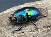 【WD】♀ブルー系《パプアキンイロクワガタ 42mm ペア》