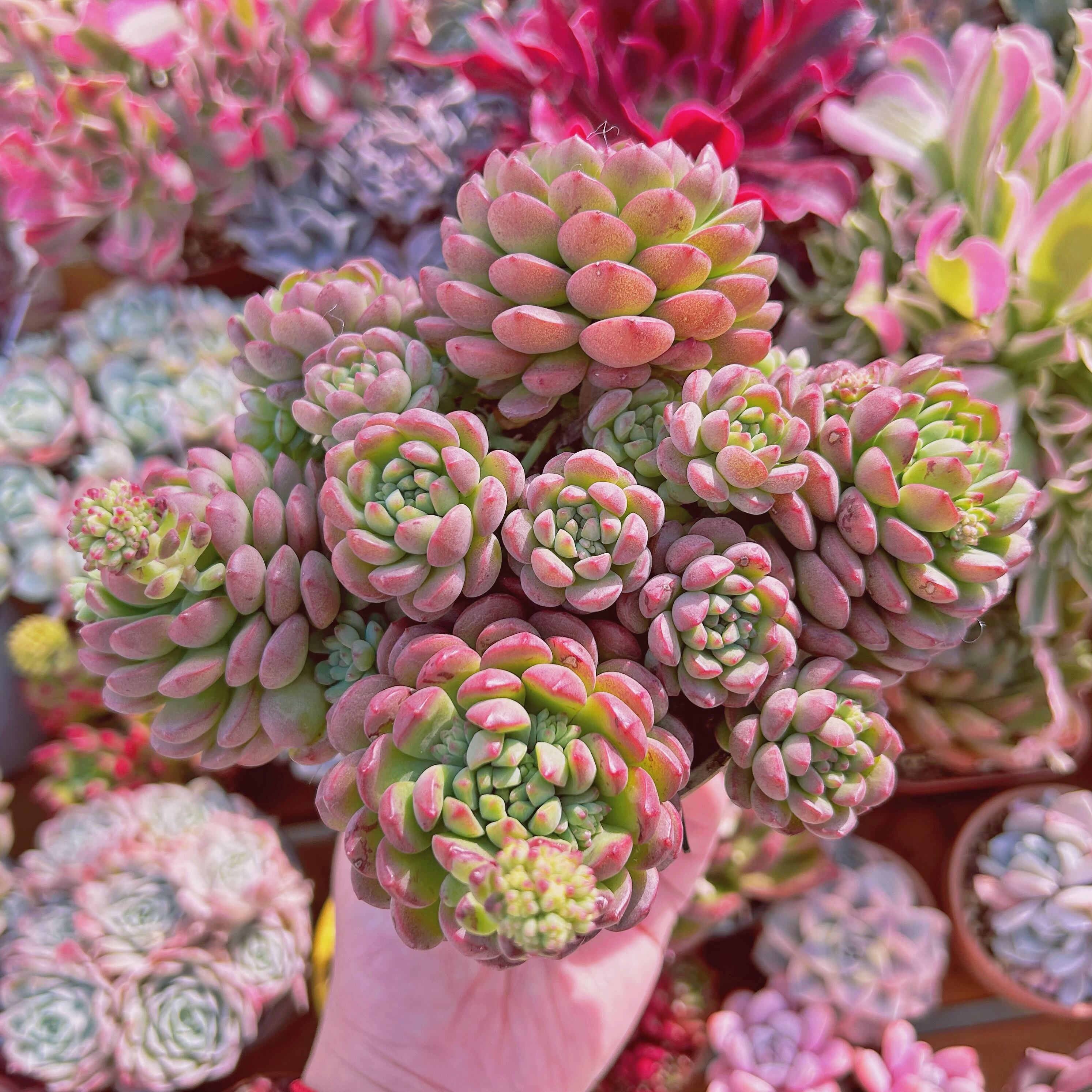 #225現物　多肉植物　sedum  新品種　コルネット　特特大