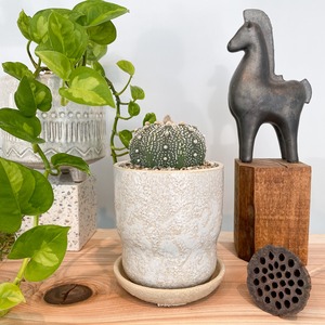 アストロフィツム・兜丸