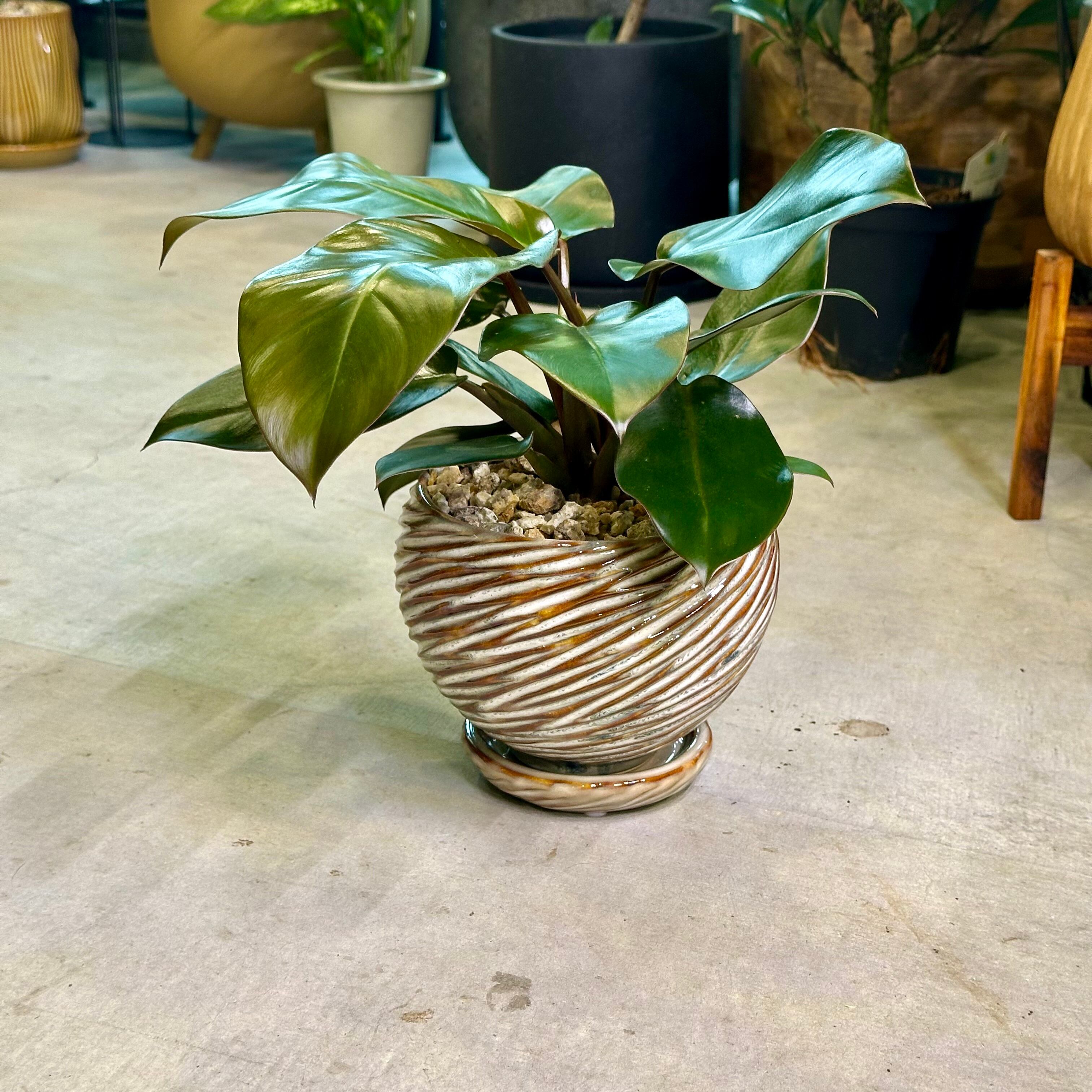 フィロデンドロン・ブラックカージナル | barrelplants_BONSAI