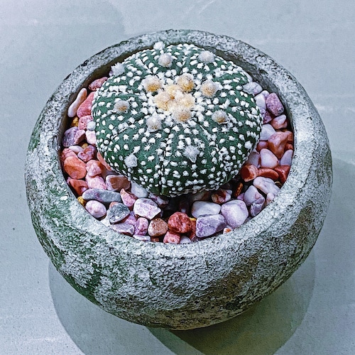 アストロフィツム・アステリアス（兜丸 ）Astrophytum asterias ③ 9/25