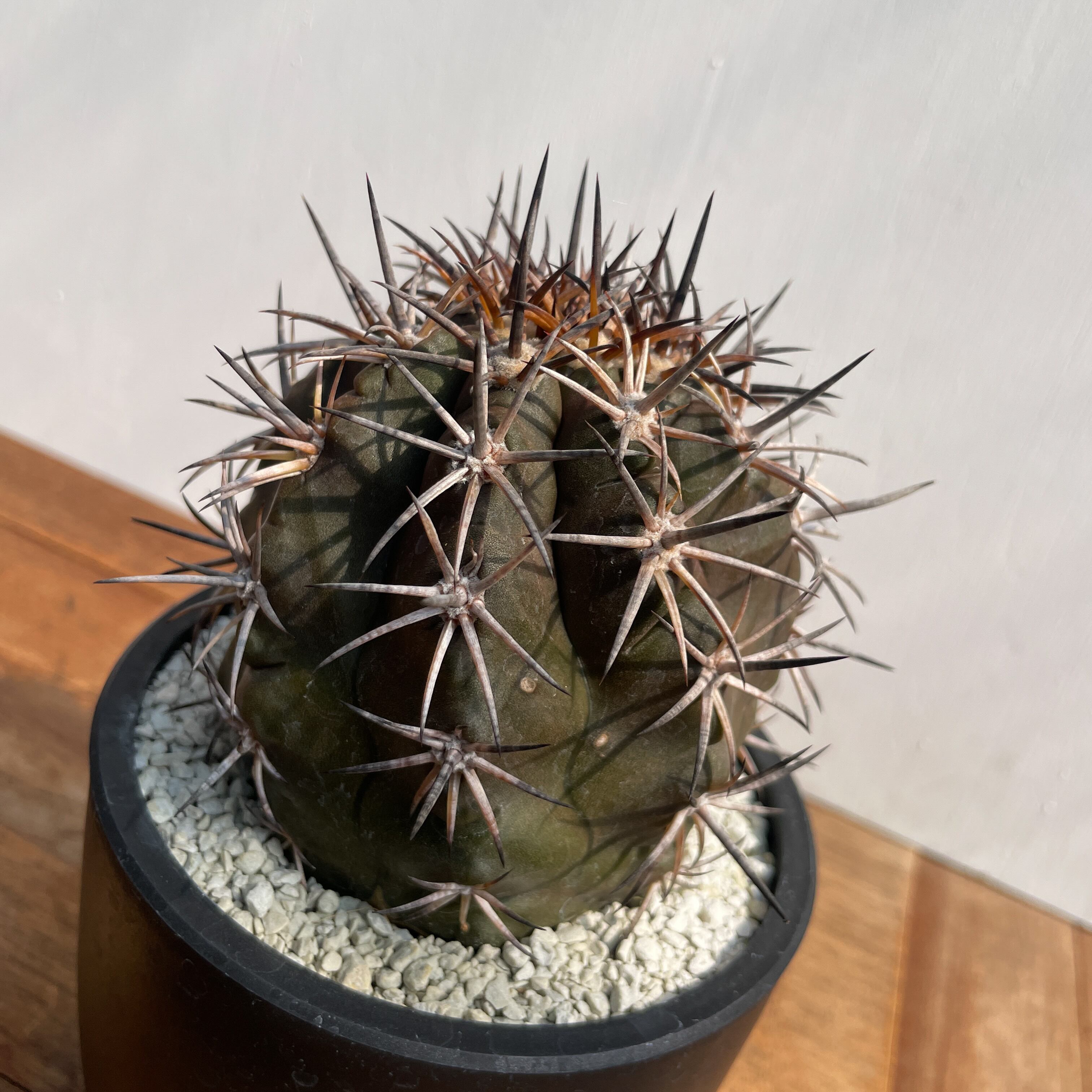 Copiapoa dura【コピアポア・デュラ・銅羅丸・実生】 | RIMO'S GREEN