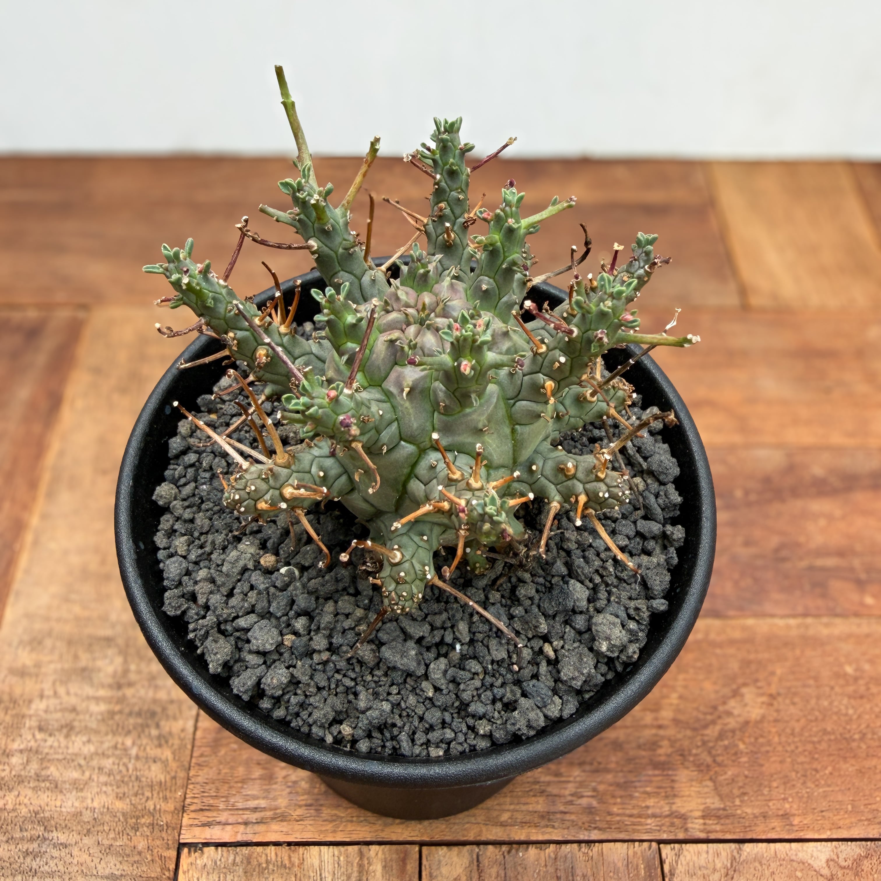 Euphorbia Decepta【ユーフォルビア・デセプタ・実生】 | RIMO'S GREEN