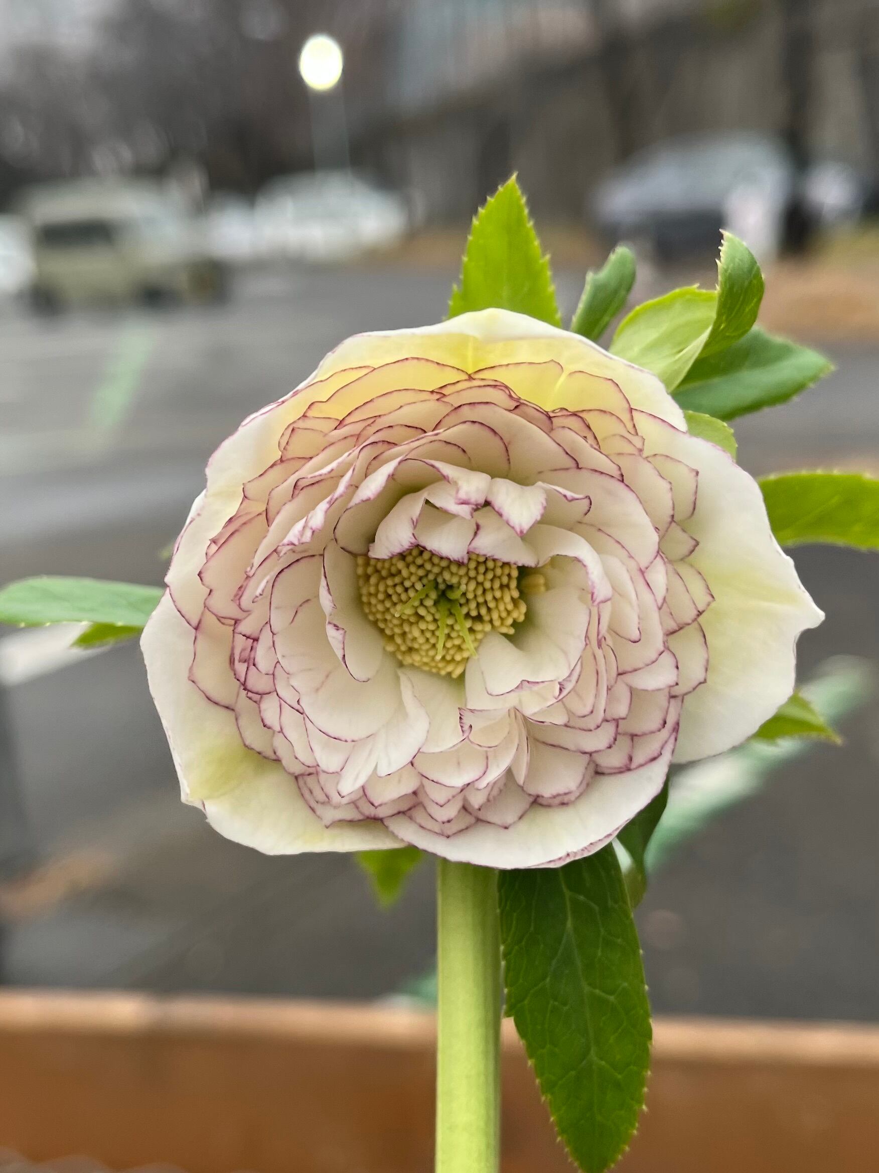 花 | あしかがフラワーパーク