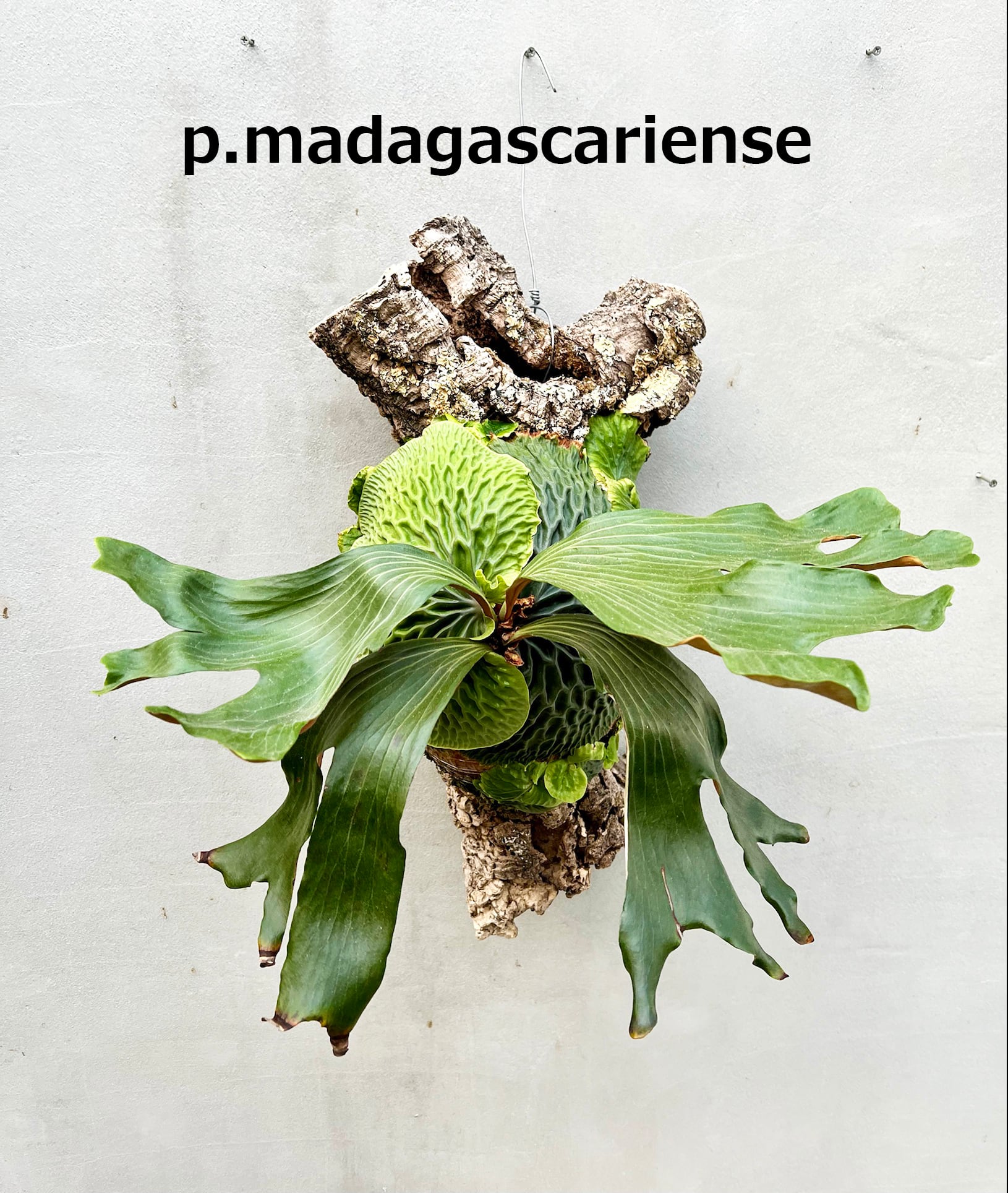 P. 'Patra Garden #1' ビカクシダ 'パトラガーデン #1' | vandaka plants