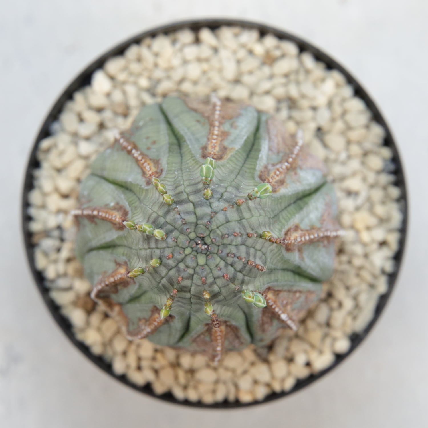 木質化 美模様 マウンテン オベサ / ユーフォルビア | LIGHTHOUSE