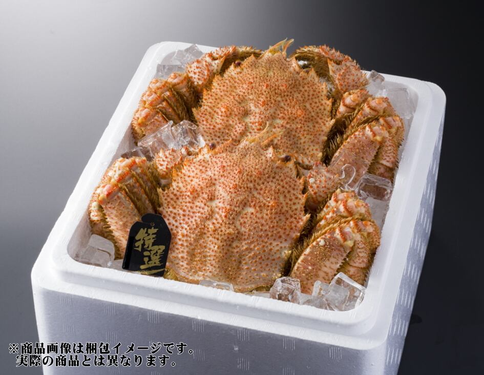 山口水産　匠の極上仕上げ　１尾５００グラム前後　【ボイル・冷凍・個数色々選択できます】