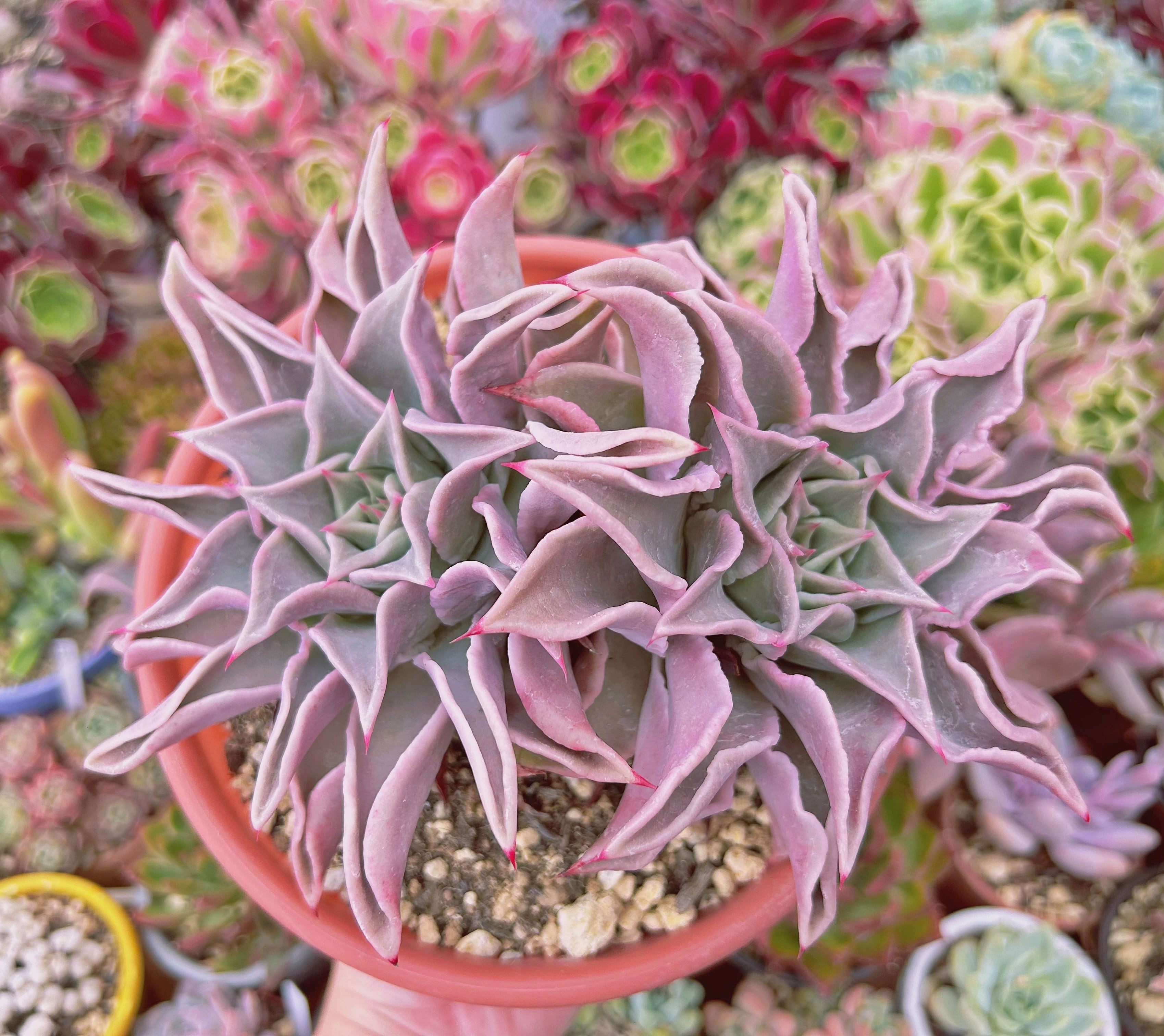 1106現物 多肉植物 マディバ 特特大 抜き苗 | るる農園~多肉植物専門