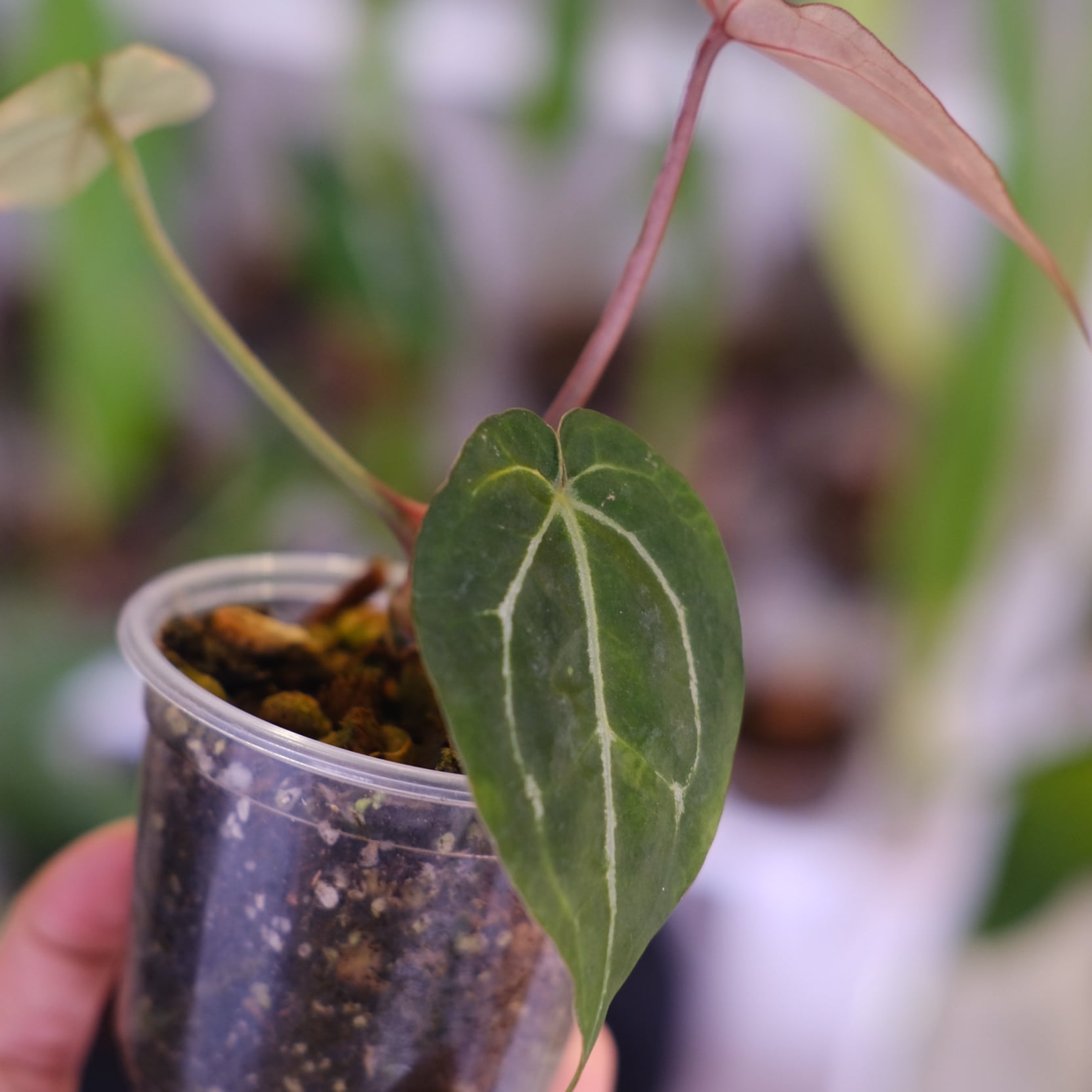 Anthurium chocolate × Anthurium Red crystallinum NSE｜アンスリウム