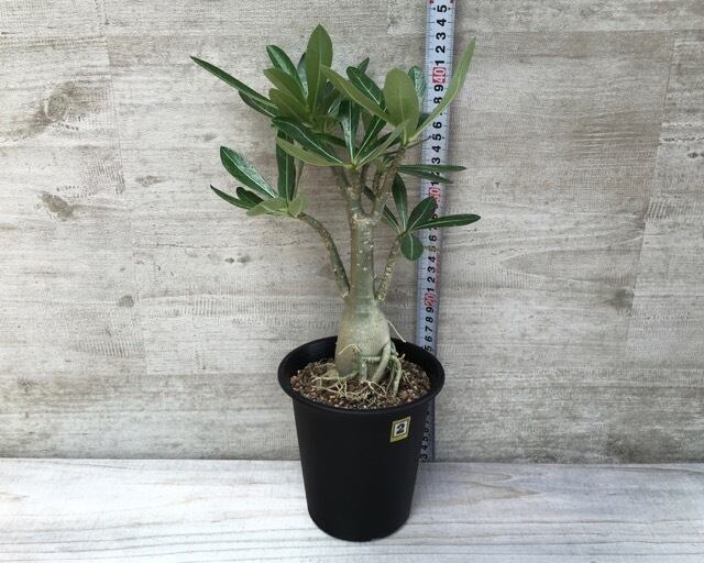 アデニウム 砂漠のバラ 塊根植物 Planet Plants プラネットプランツ