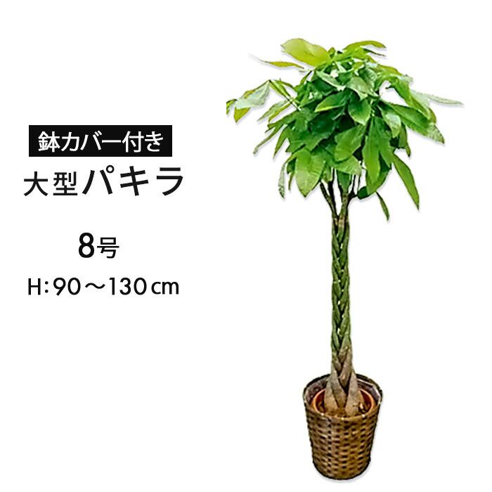 観葉植物 パキラ 10号 鉢カバー付き | Tokyo small gift