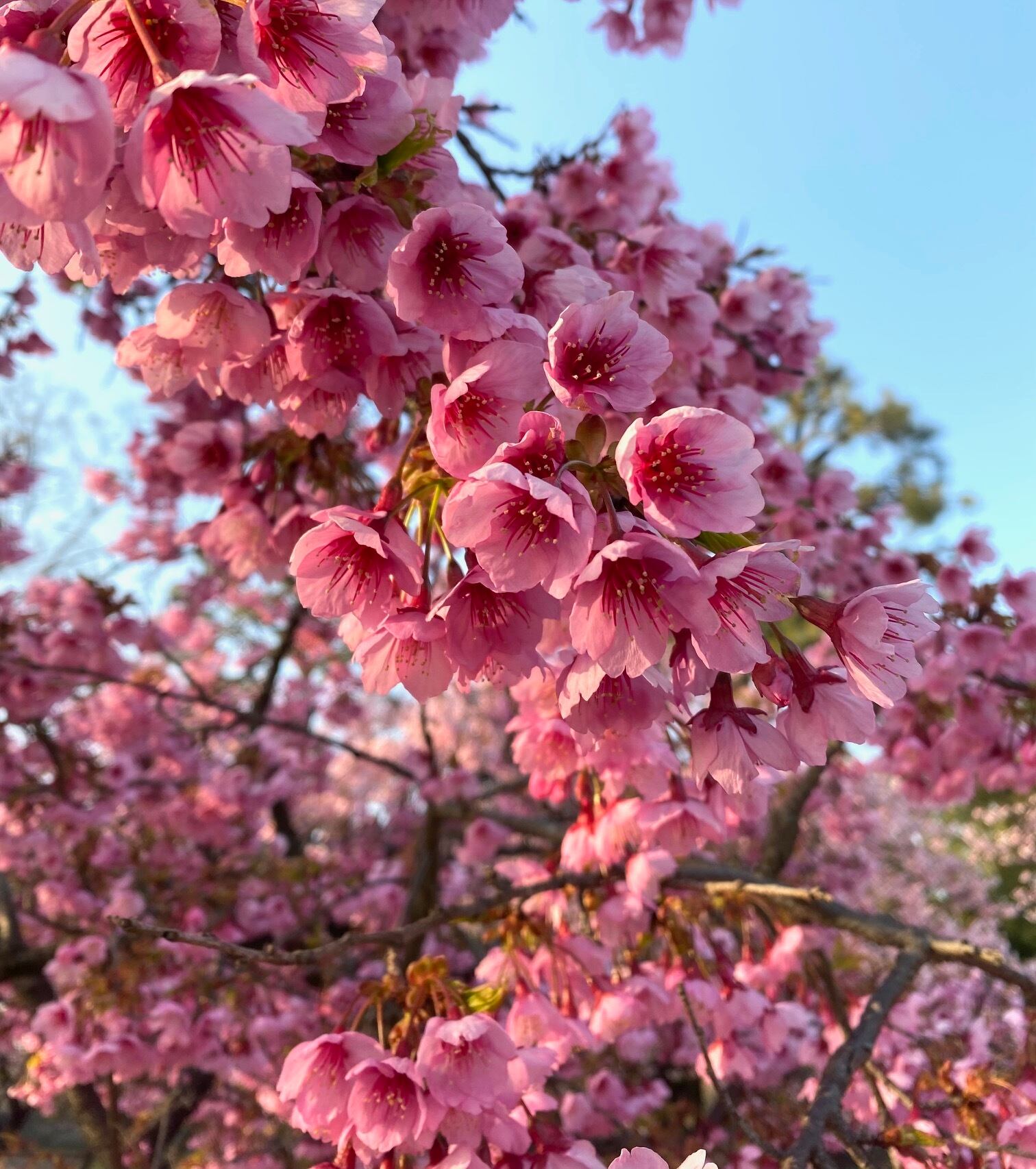 寒緋桜(かんひざくら)-307032039】ボールペン | 匠衆・朱椿粋