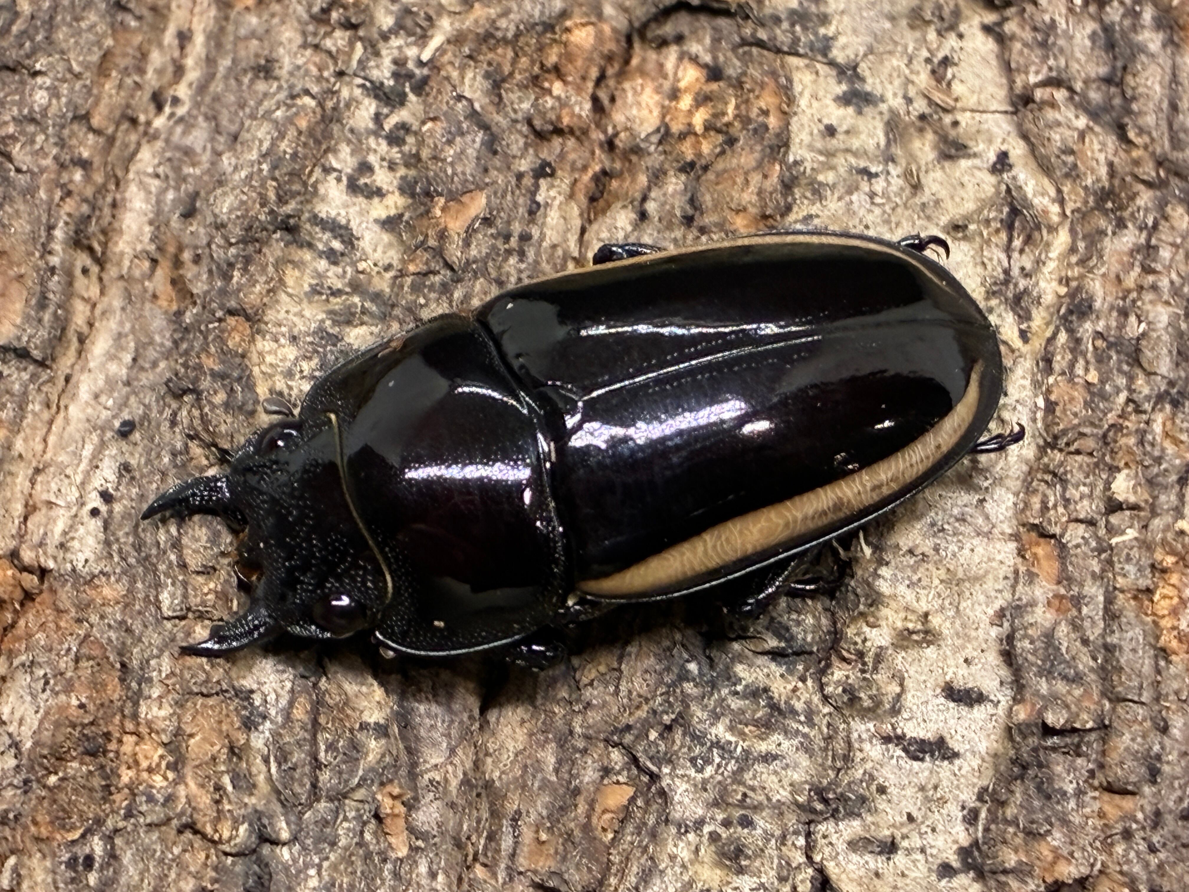 色残抜群】トゲアクマツユムシ リオック 直翅類 カマキリ マンティス