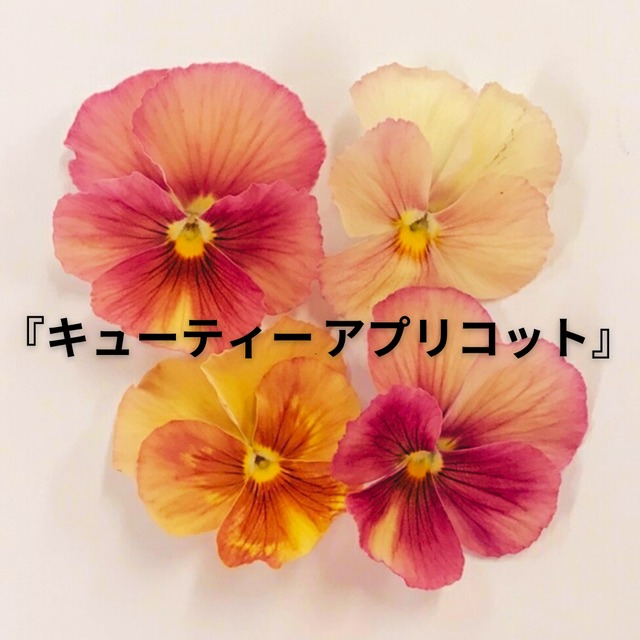 パンジー：キューティーアプリコット（３.5号）秋色　フリルパンジー　人気　寄せ植え　ハンギング