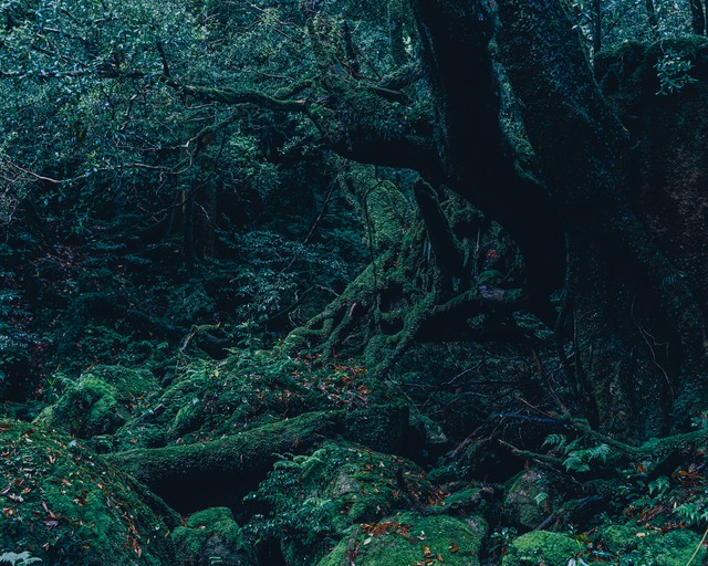 yakushima #001