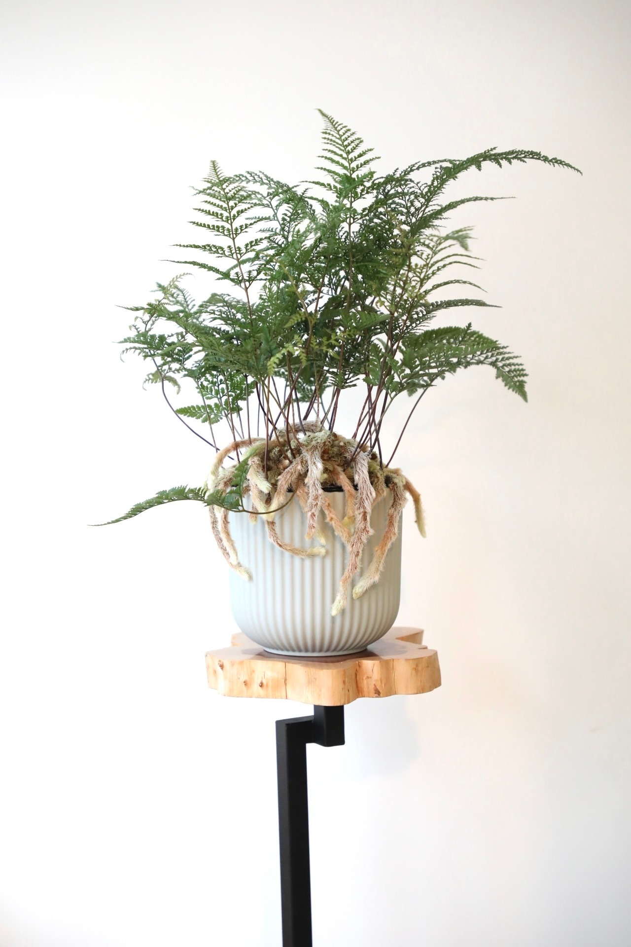 【M】シノブ/Davalliafejeensis　※陶器鉢カバー付き