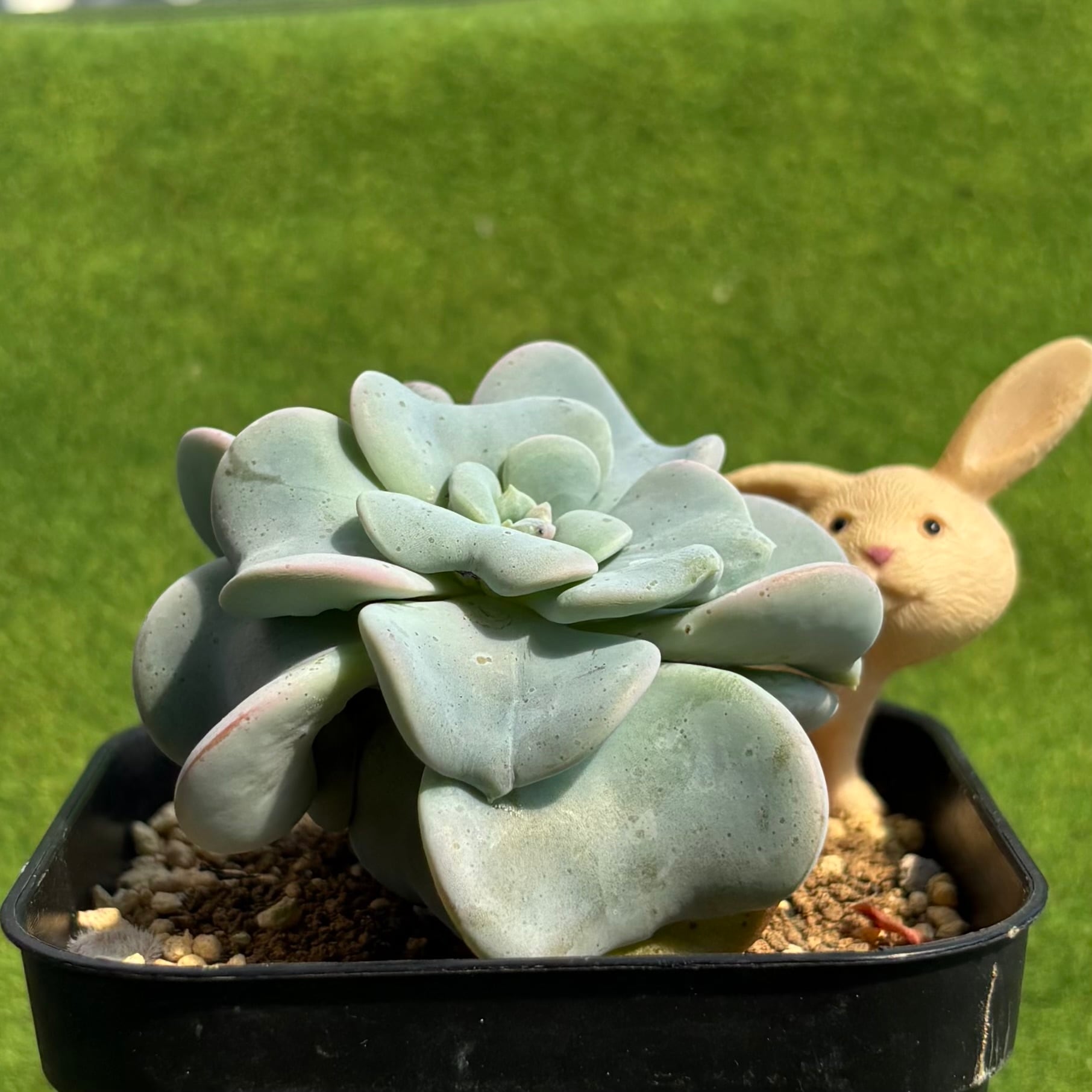 ハートソング | 多肉植物 豆彦商店
