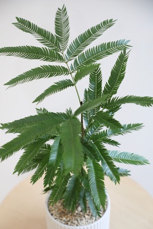 【M】エバーフレッシュ /Pithecellobium confertum ever fresh