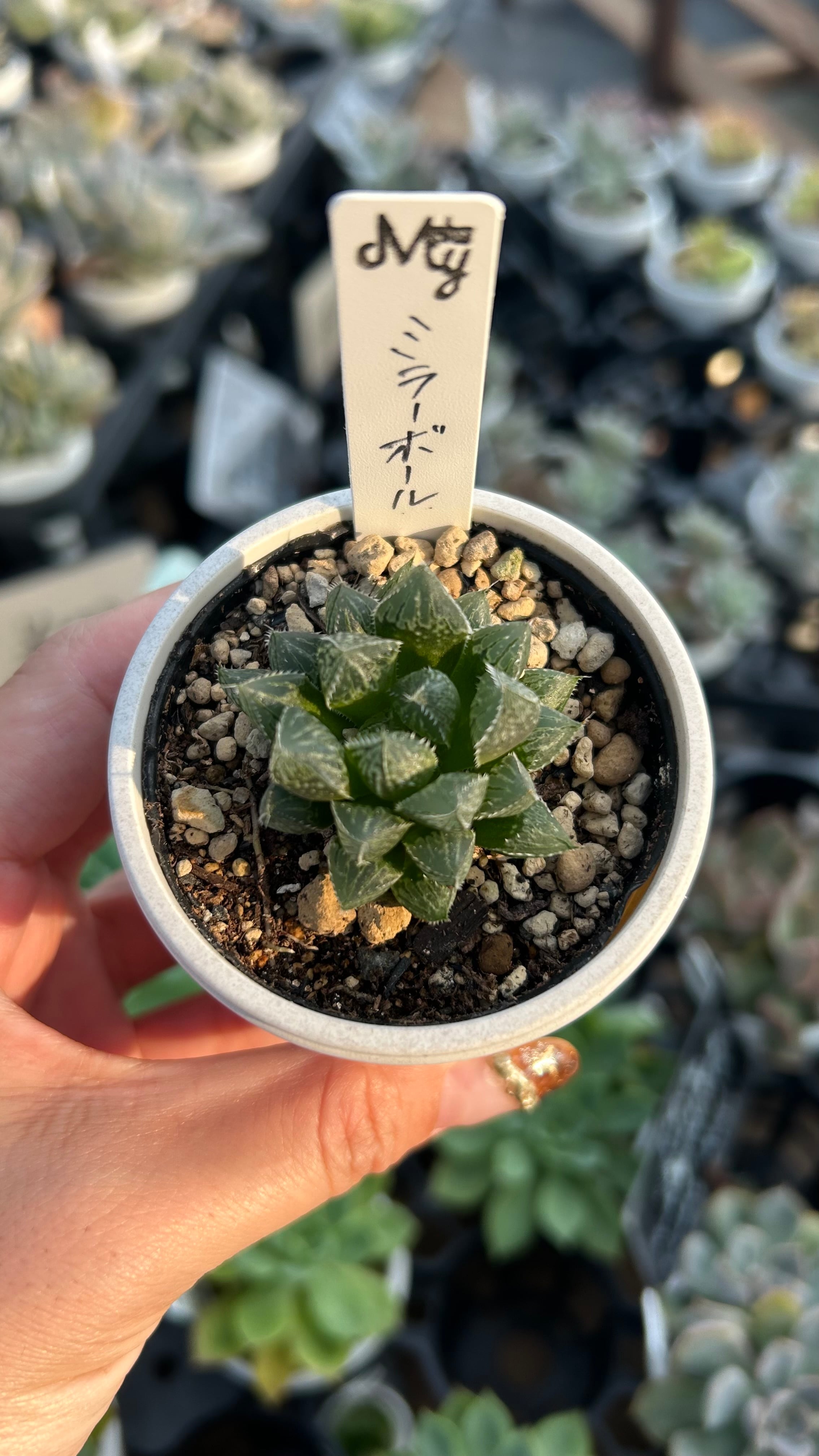 祝宴錦 多肉植物 ハオルチア 安心の生産ポットそのまま販売（8個選ん
