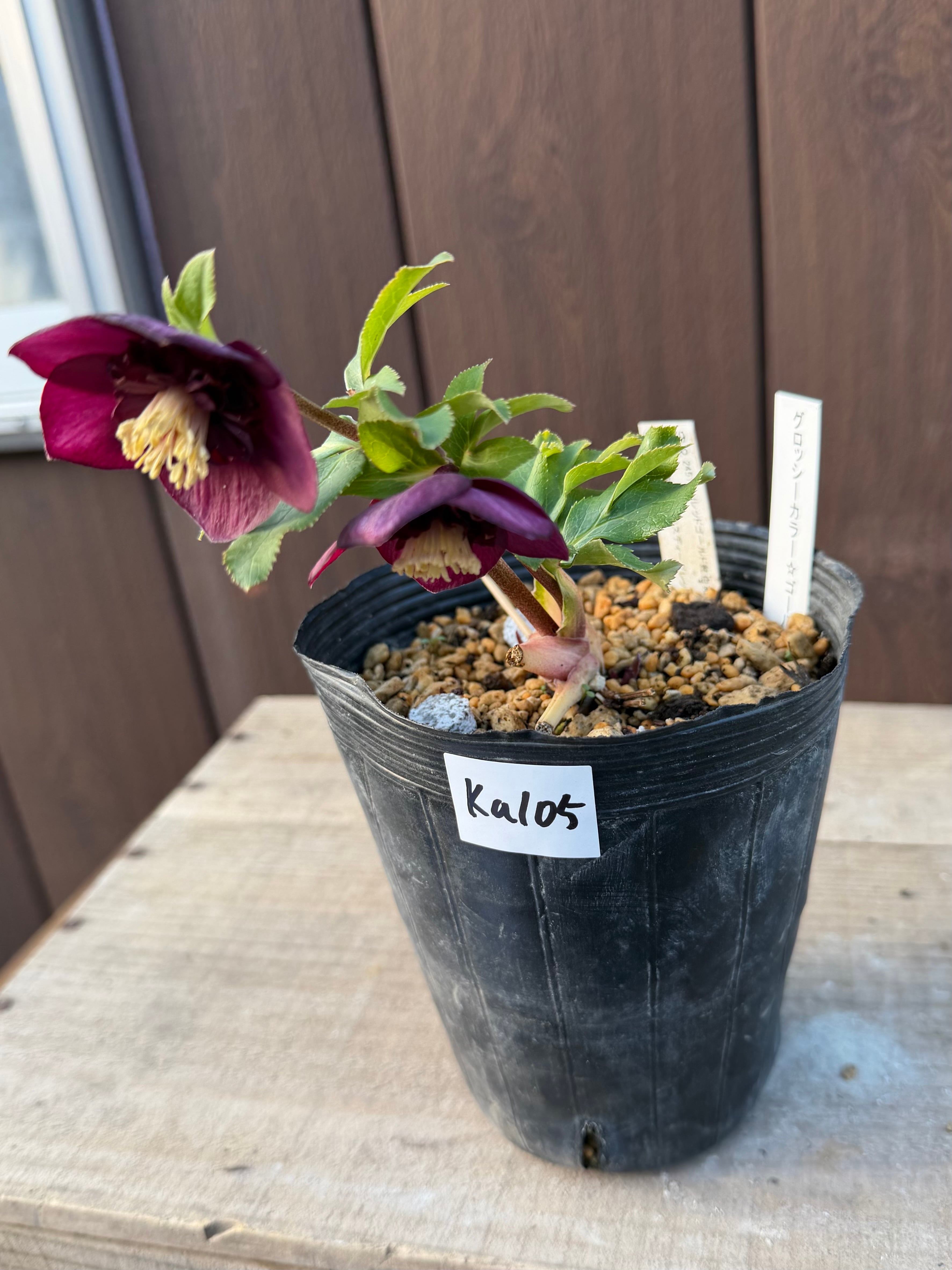 グロッシーカラー☆ゴールド レッドsd ※蕾無し特価 加藤農園