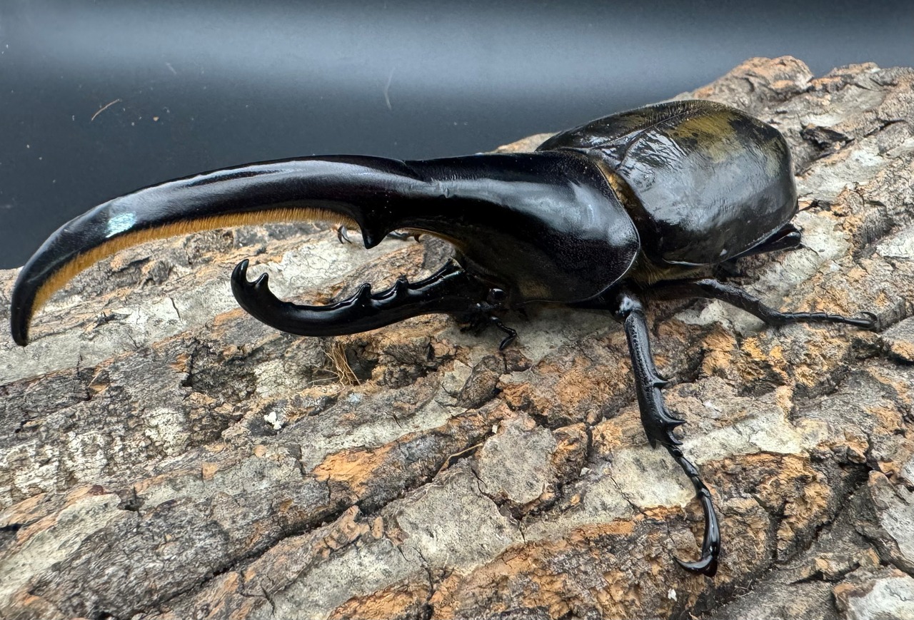 《ヘラクレス・ヘラクレス 144mm ペア》