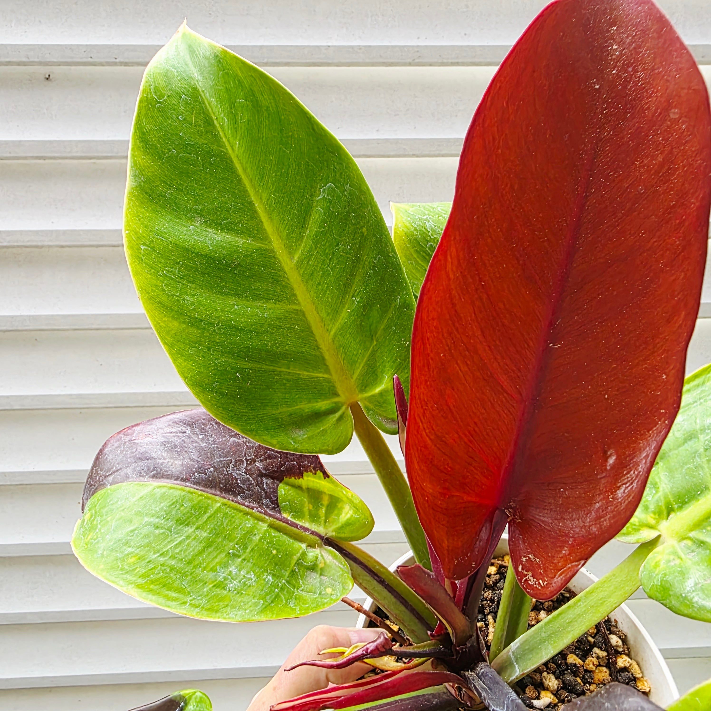 フィロデンドロン　レッドエメラルド？ フィロデンドロン レッド エメラルド (Philodendron Erubescens