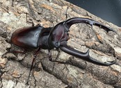 《マンディブラリスフタマタ原名亜種 サバ産 ホワイトアイ 93mm ペア》