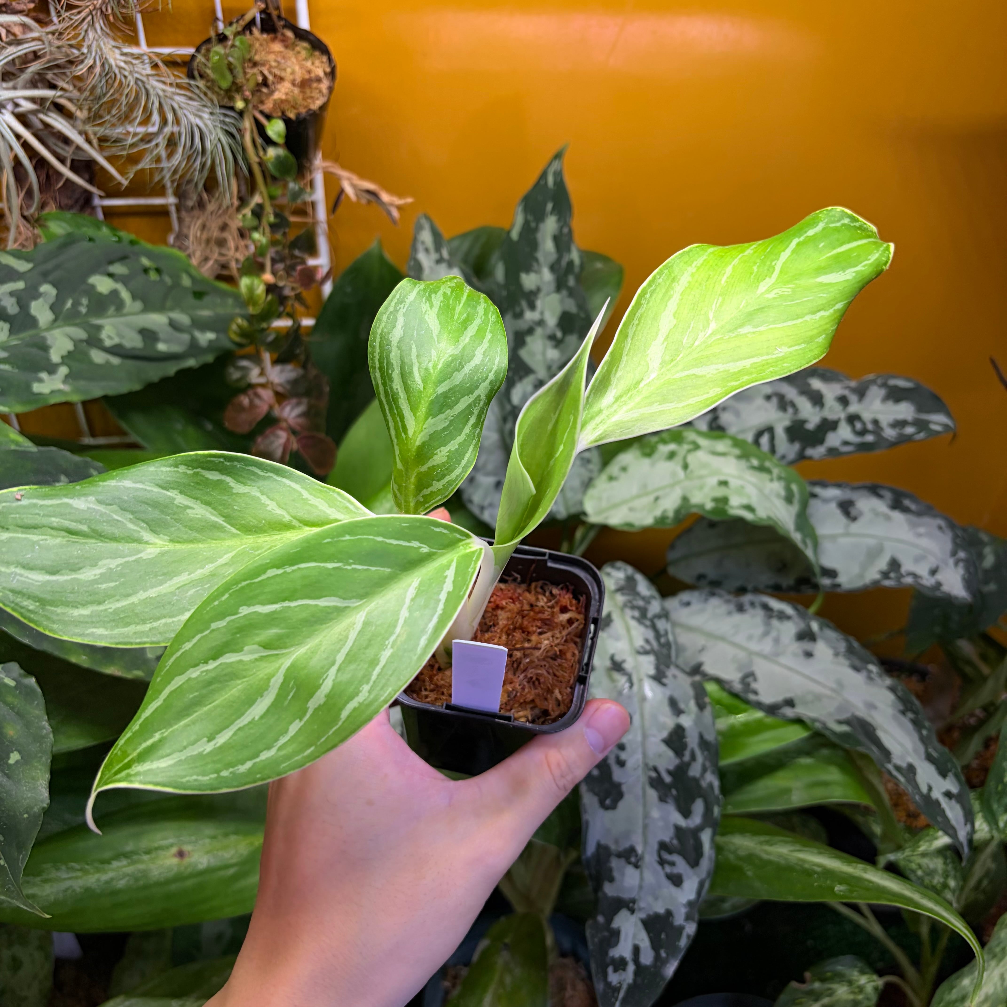 Aglaonema nitidum 'White Stem' Phatthalung 【ZOE0626-03t