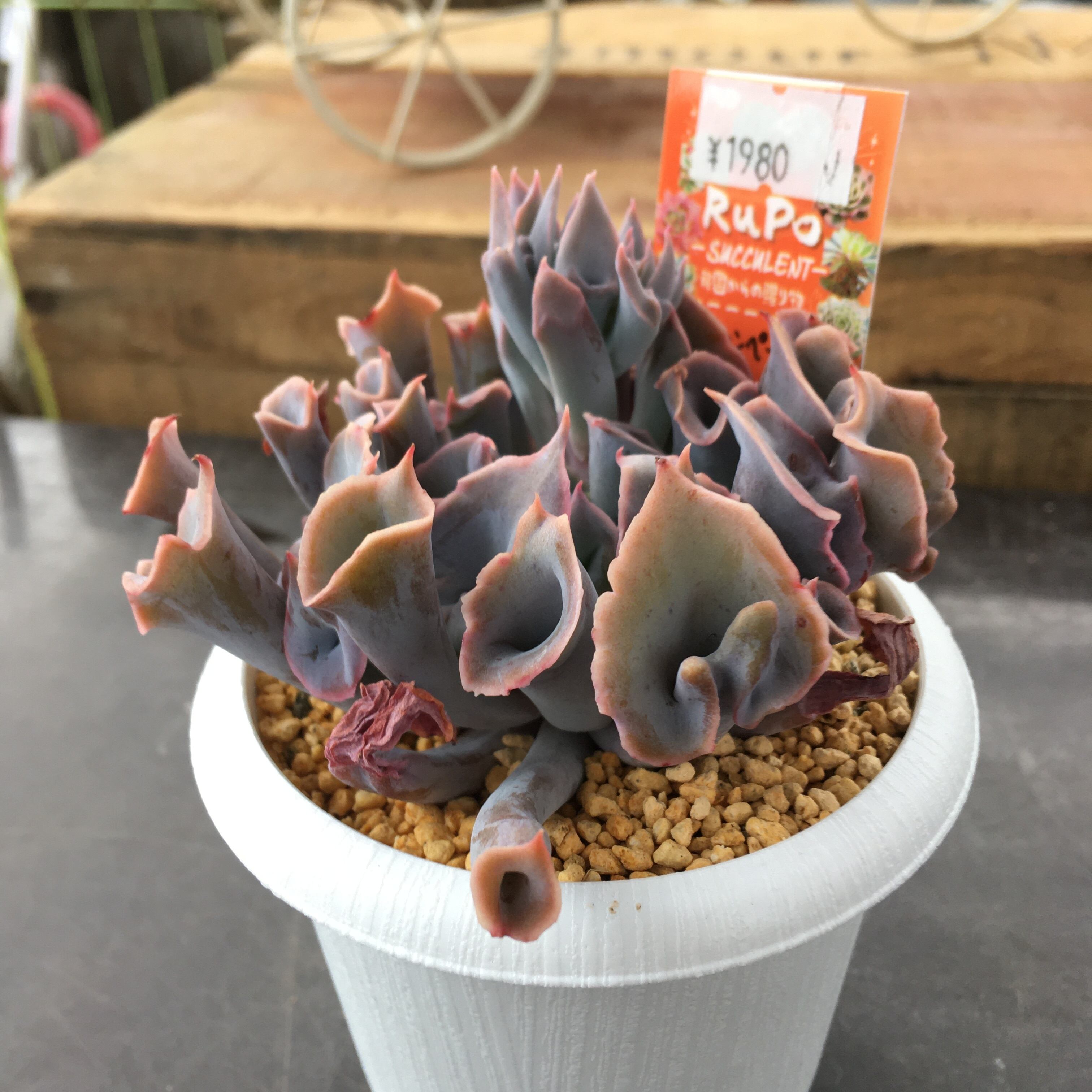 殿堂 韓国苗 多肉植物 トランペットピンキー その他