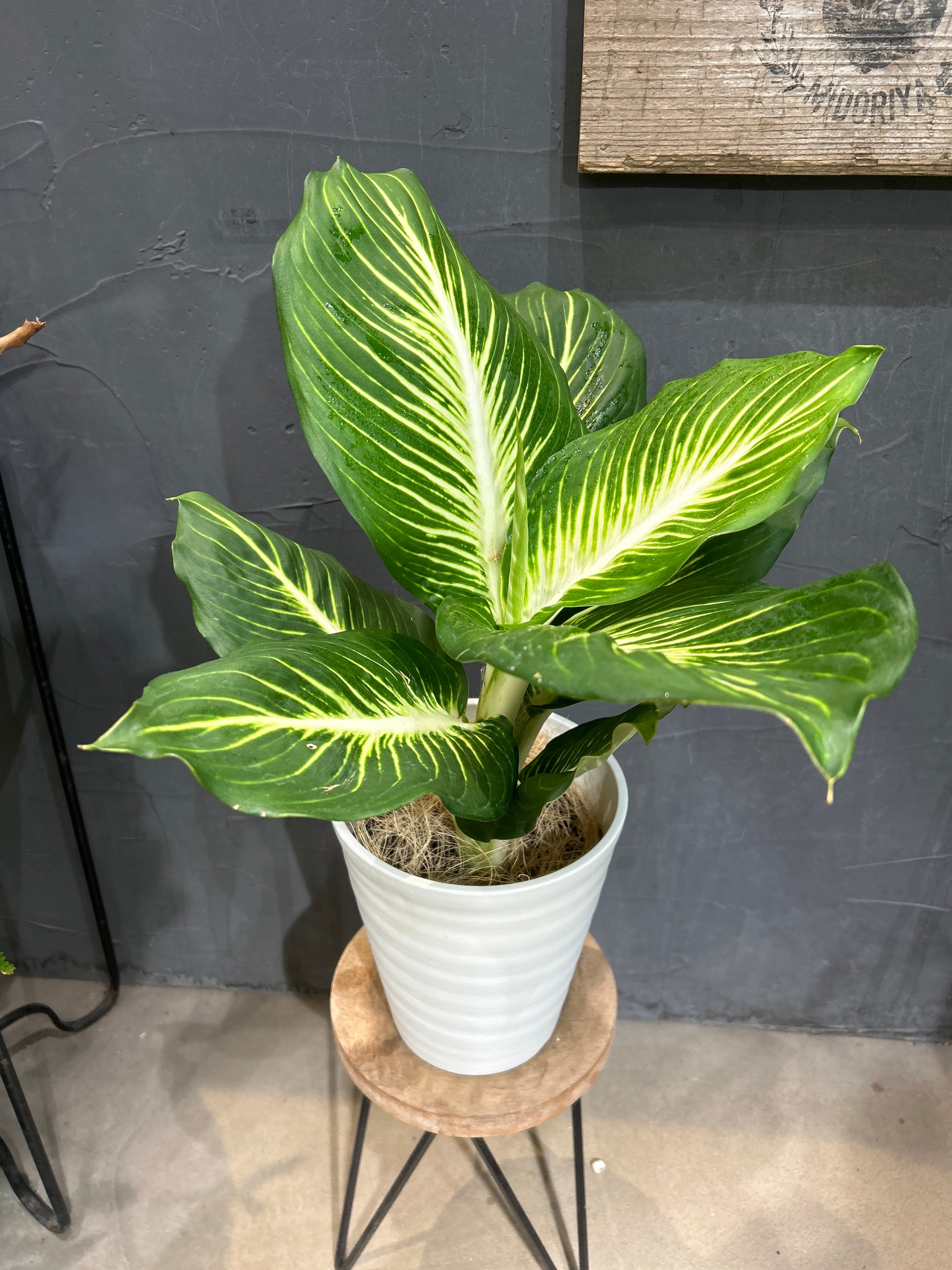 S80 スキンダプサス スーパースター | MIDORIYA 観葉植物専門店