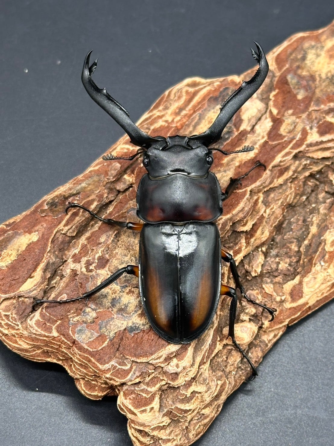 CBF2】《ディディエールシカクワガタ（0236） ♂72mm /♀フリーペア