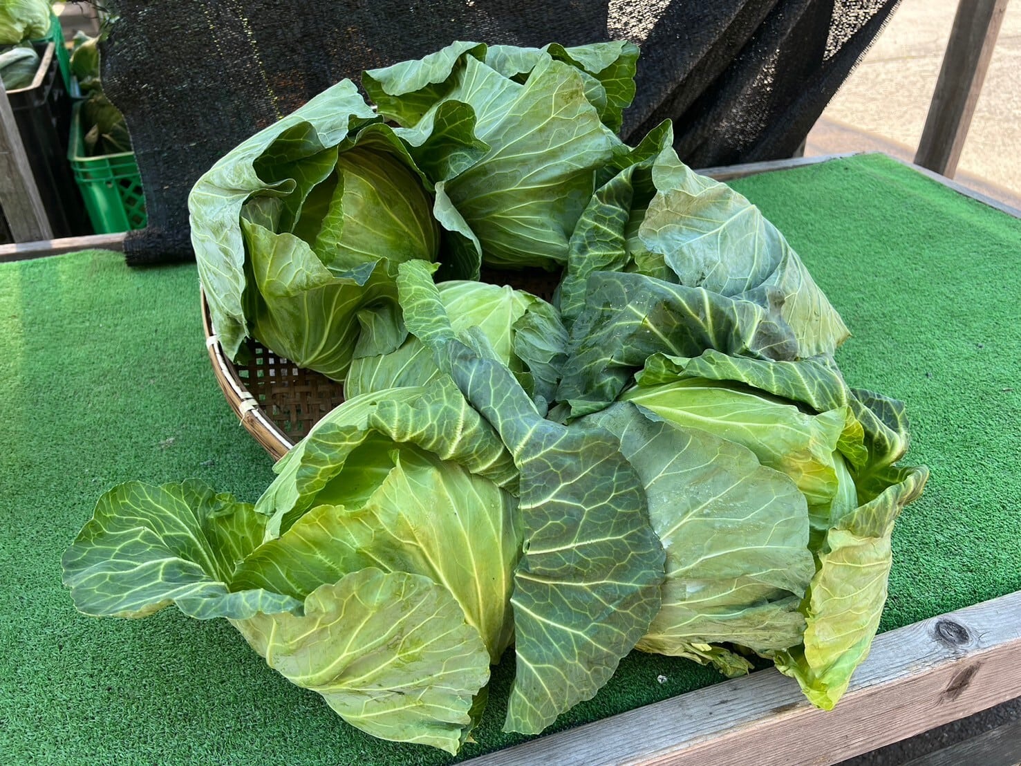 麗峰419キャベツ〜6個セット〜 | 久保さんちの新鮮野菜直売所