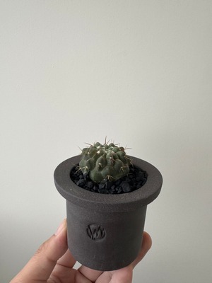 【新着】Copiapoa cinerea var. columna-alba × VALIEM GHOST【俺の孤竜丸】コピアポア コルムナアルバ