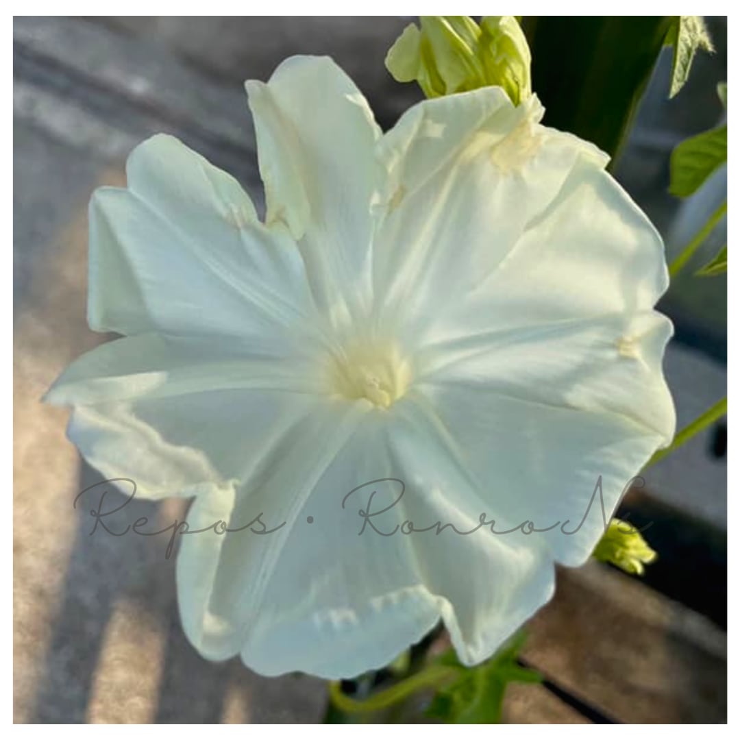 アサガオ(朝顔):満月(3.5号)ゲブラさん アサガオ苗 大輪 ゲブラナガトミヨ 新品種 ペチュニア苗 ゲブラナガトヨ